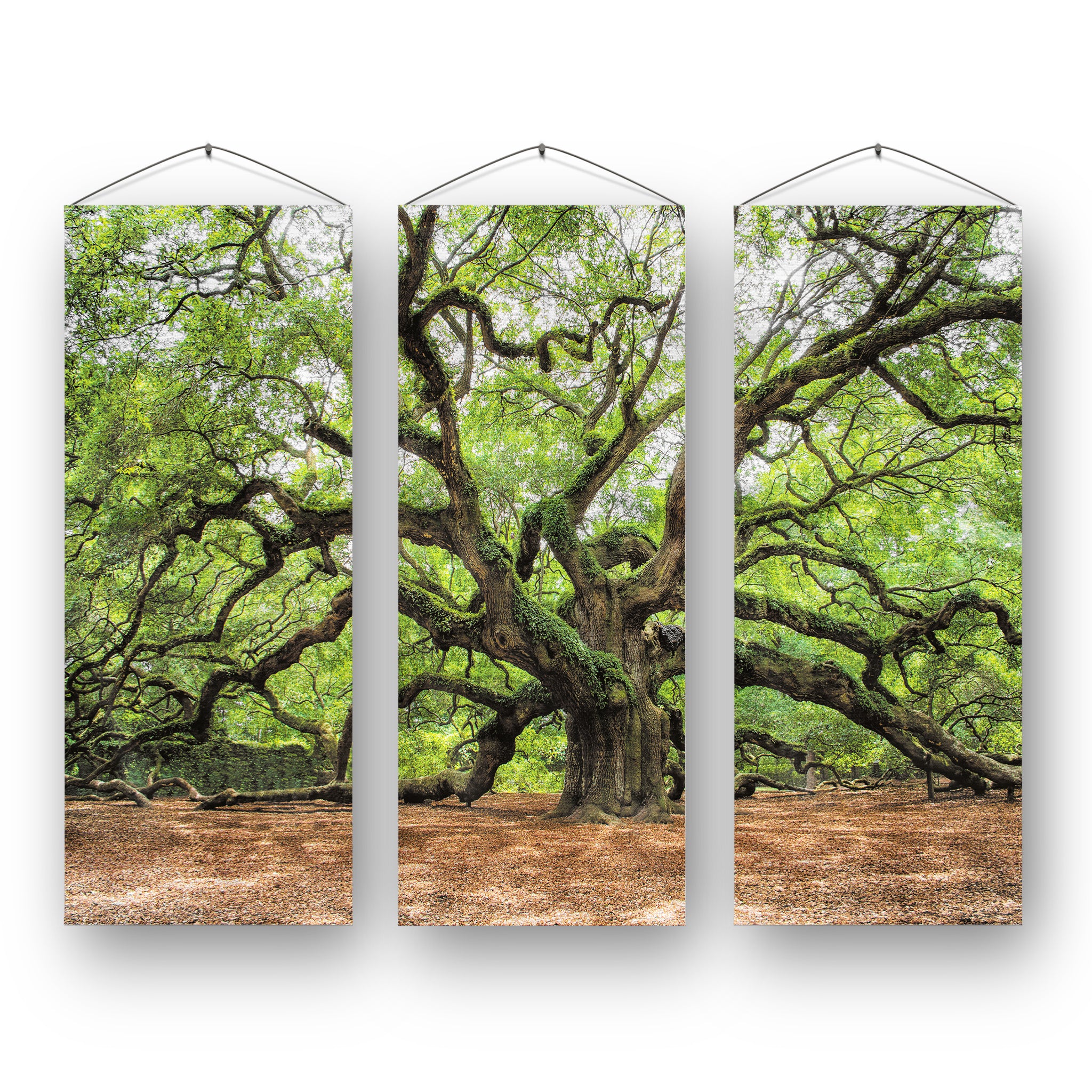 Angel Oak Set of 3 Wall Banner