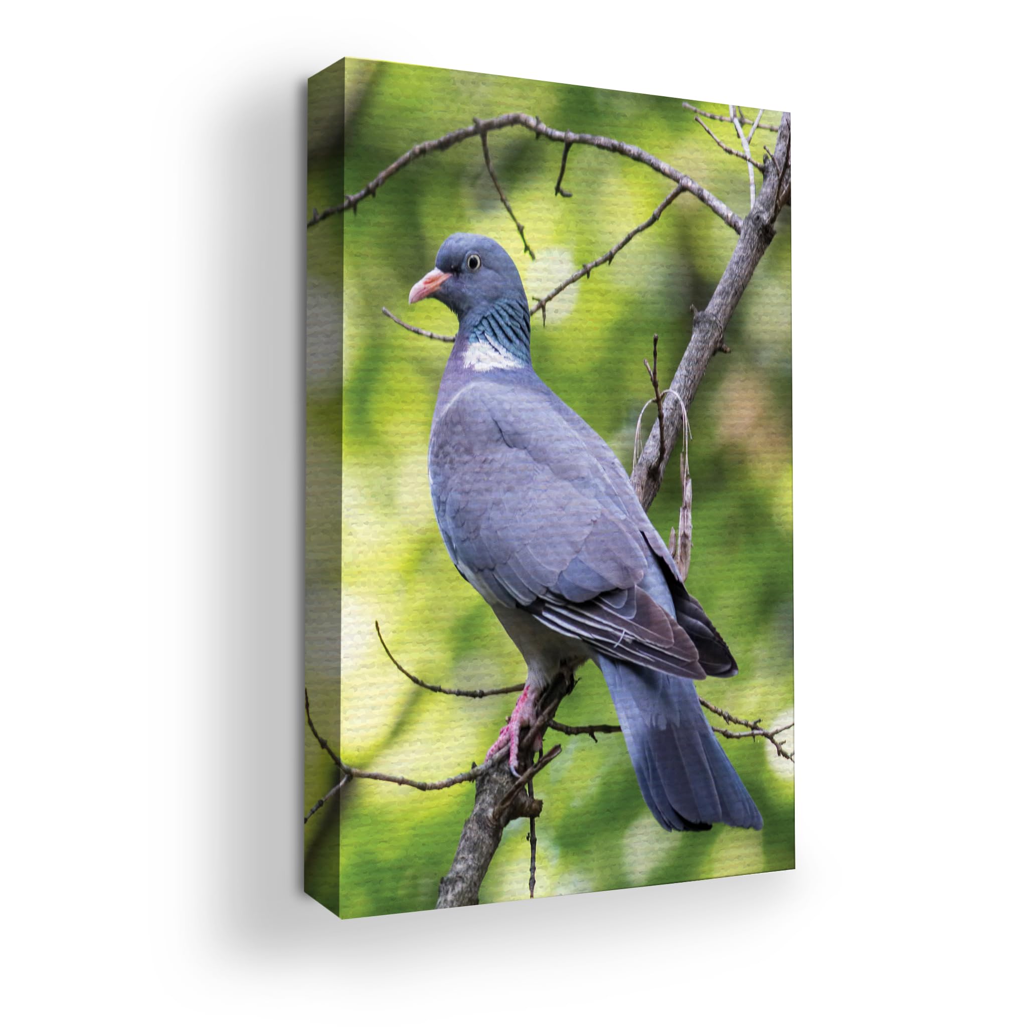 Pigeons Wall Canvas Set of 1