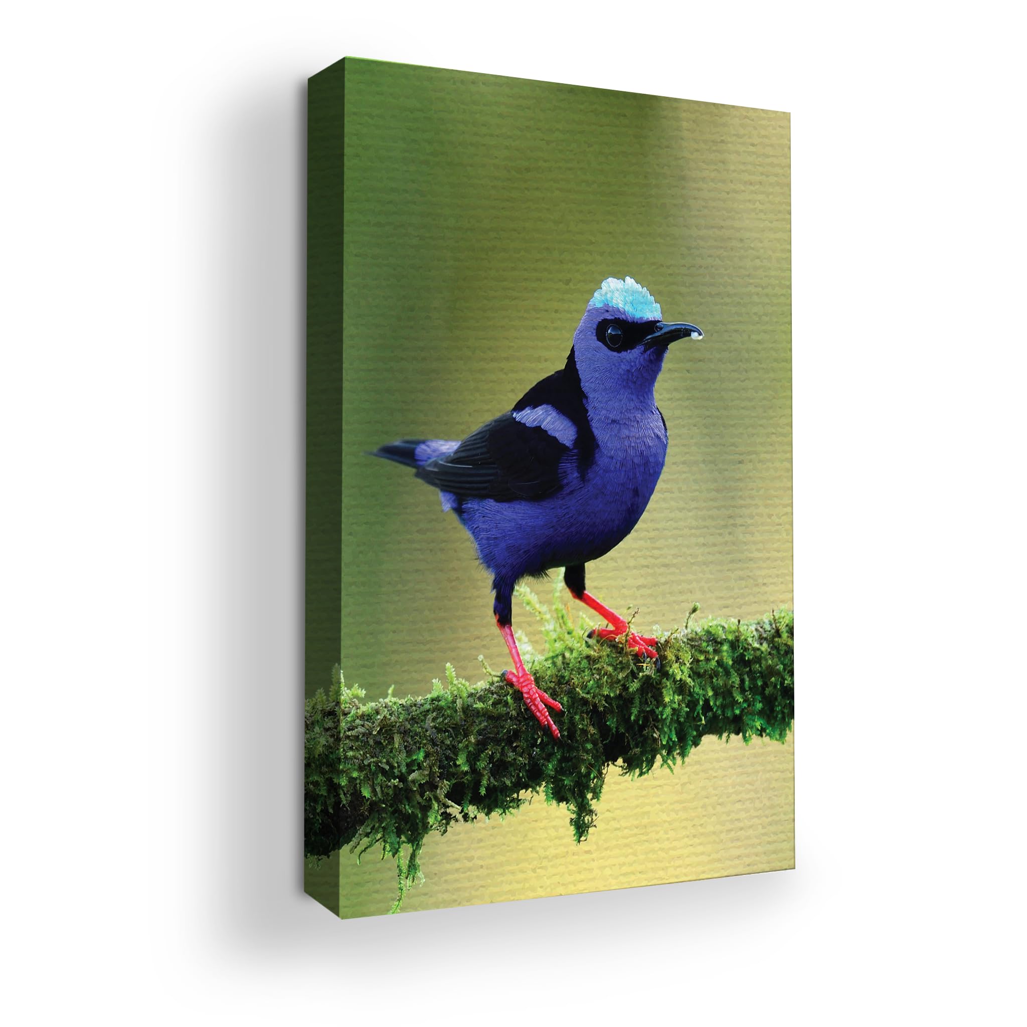 Purple Honeycreeper Wall Canvas Set of 1