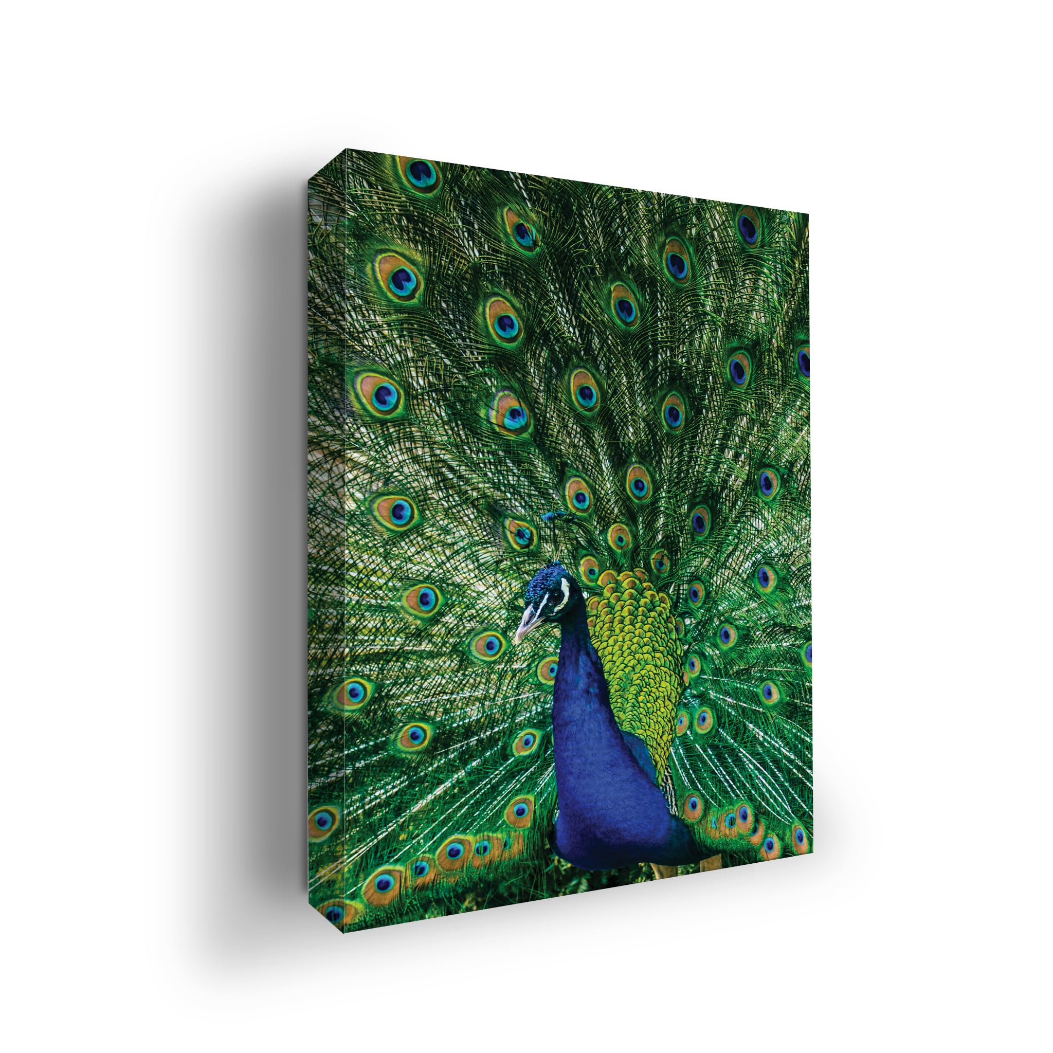 Peacock Wall Canvas Set of 1